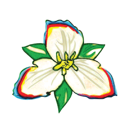 trillium flower illustration